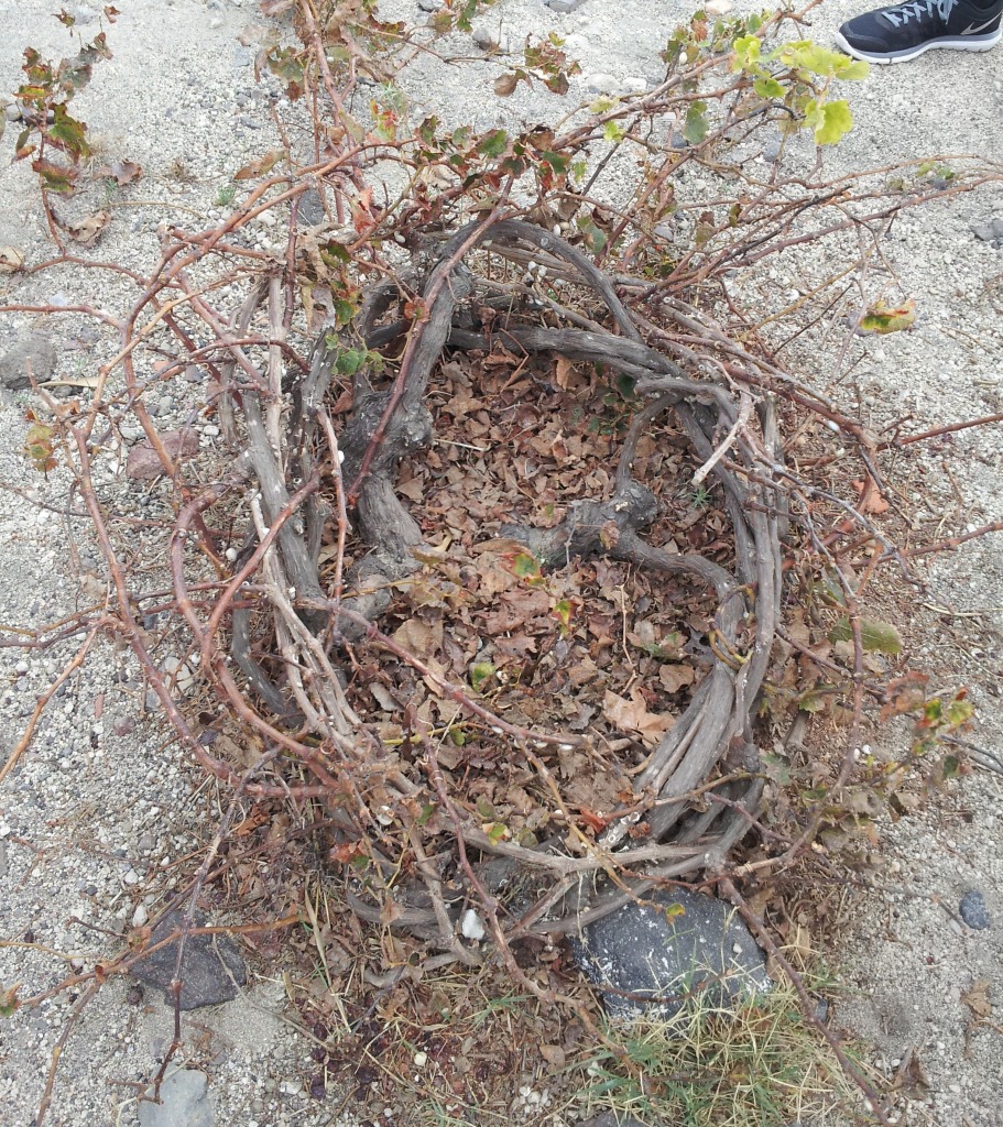 santorini grape vines