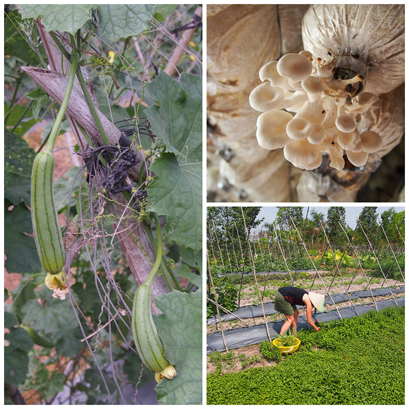 Gathering from the garden